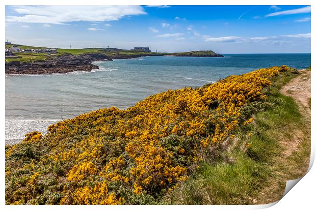 Spring Views around Caemes Bay with teh gorse out  Print by Gail Johnson
