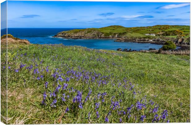 Spring Views around Porth Wen with teh gorse and b Canvas Print by Gail Johnson