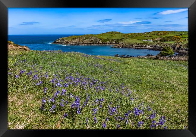 Spring Views around Porth Wen with teh gorse and b Framed Print by Gail Johnson