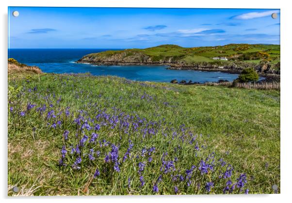 Spring Views around Porth Wen with teh gorse and b Acrylic by Gail Johnson