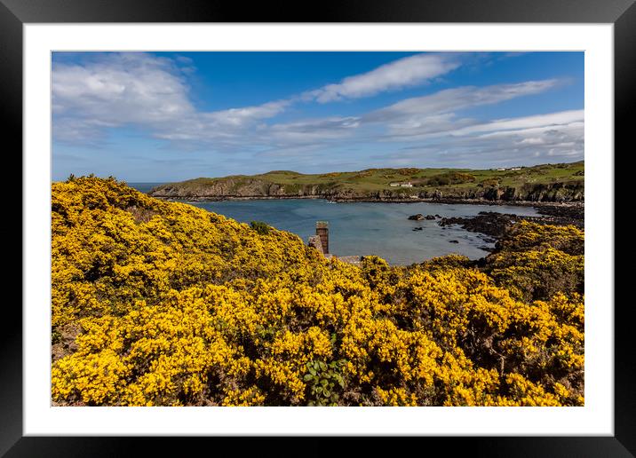 Spring Views around Porth Wen with teh gorse and b Framed Mounted Print by Gail Johnson
