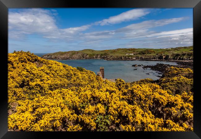 Spring Views around Porth Wen with teh gorse and b Framed Print by Gail Johnson