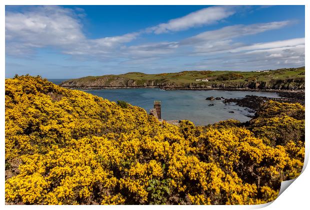 Spring Views around Porth Wen with teh gorse and b Print by Gail Johnson