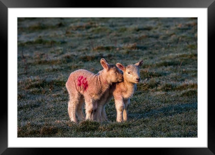 Lambs Framed Mounted Print by Gail Johnson