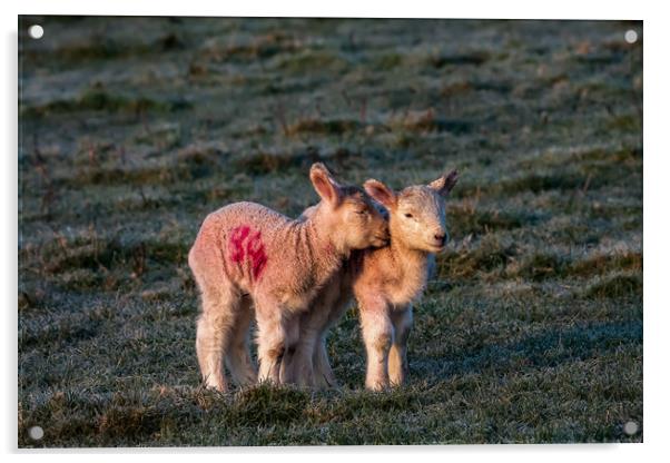 Lambs Acrylic by Gail Johnson