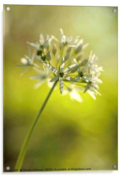 sunlit garlic flower Acrylic by Simon Johnson