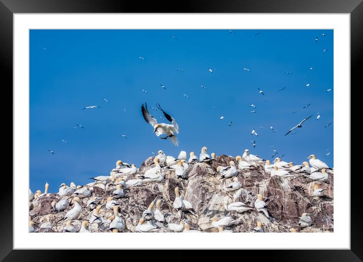 Bass Rock the home to over 10,000 Gannets Scotland Framed Mounted Print by Gail Johnson