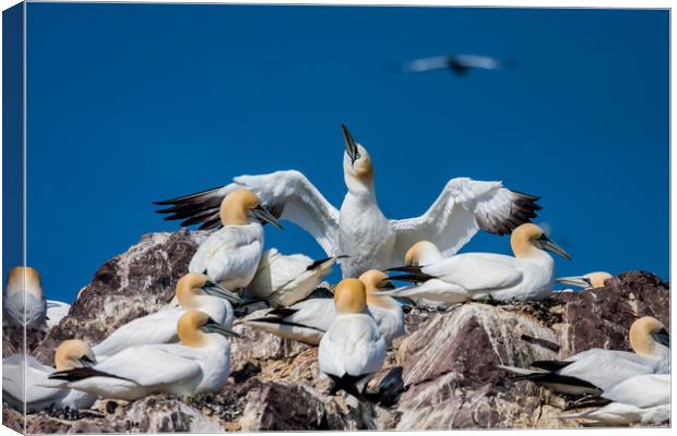 Bass Rock the home to over 10,000 Gannets Scotland Canvas Print by Gail Johnson