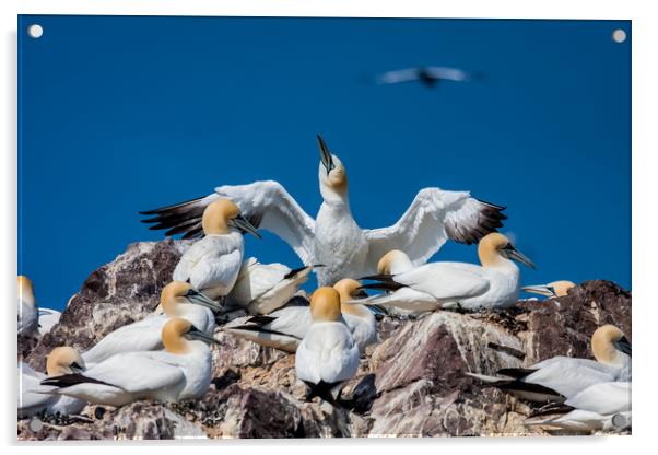 Bass Rock the home to over 10,000 Gannets Scotland Acrylic by Gail Johnson