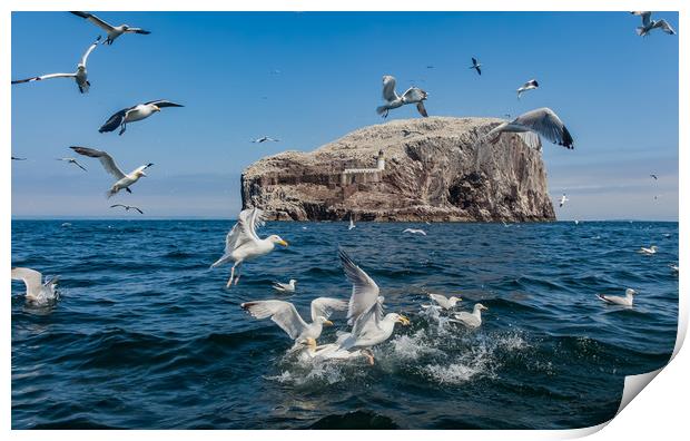 Bass Rock the home to over 10,000 Gannets Scotland Print by Gail Johnson