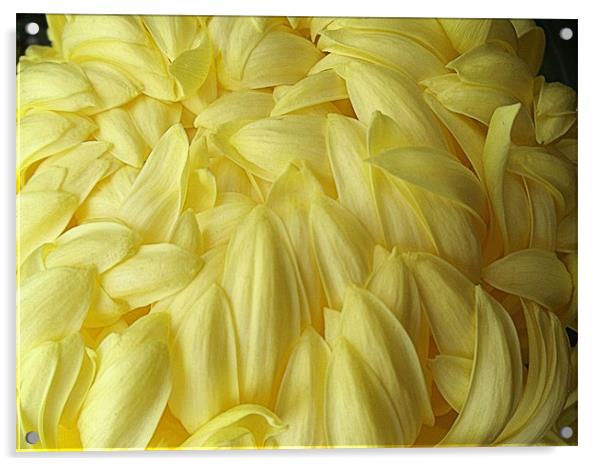 Yellow Chrysanthemum Acrylic by Nicola Hawkes