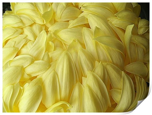 Yellow Chrysanthemum Print by Nicola Hawkes