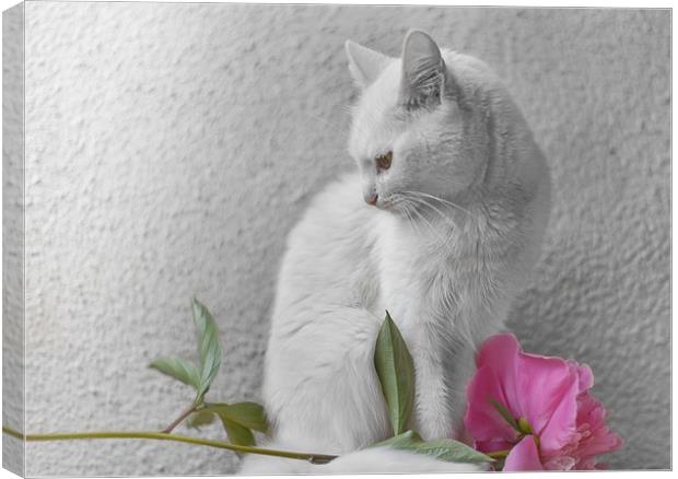 White cat with pink flower  Canvas Print by Jordan Jelev