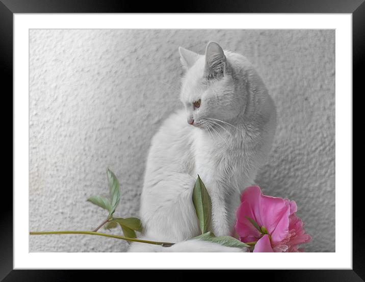 White cat with pink flower  Framed Mounted Print by Jordan Jelev