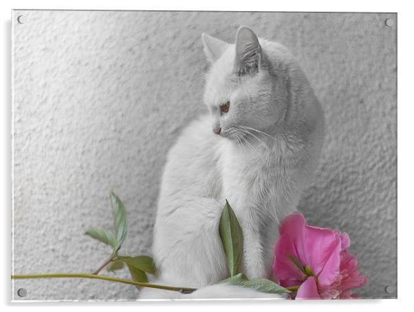 White cat with pink flower  Acrylic by Jordan Jelev