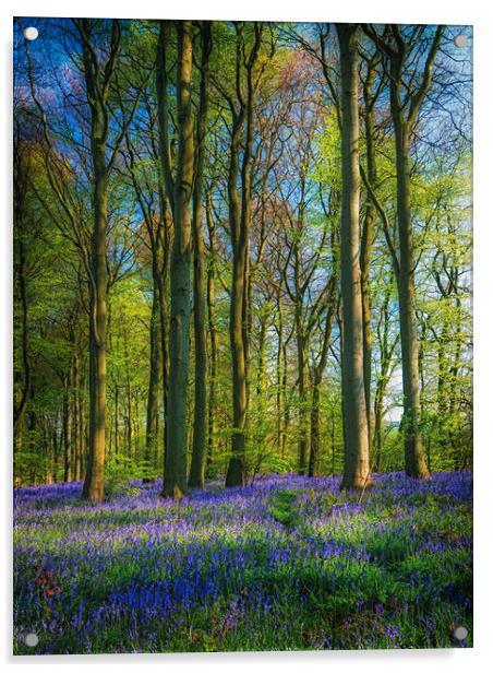 Bluebell Time Again Acrylic by Darren Ball