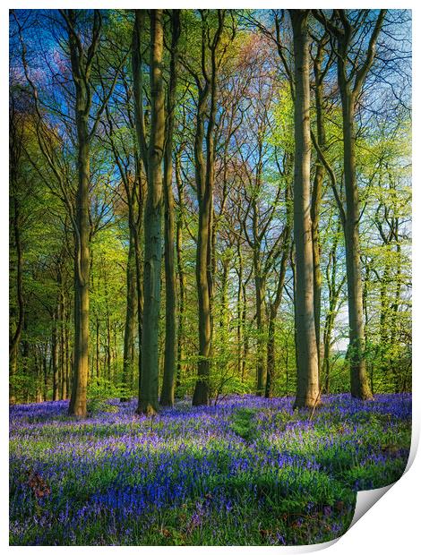 Bluebell Time Again Print by Darren Ball