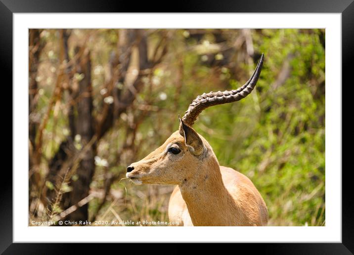 Impala male nibbling a piece of grass Framed Mounted Print by Chris Rabe