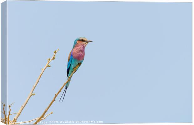 Lilac-Breasted Roller perched on twig Canvas Print by Chris Rabe