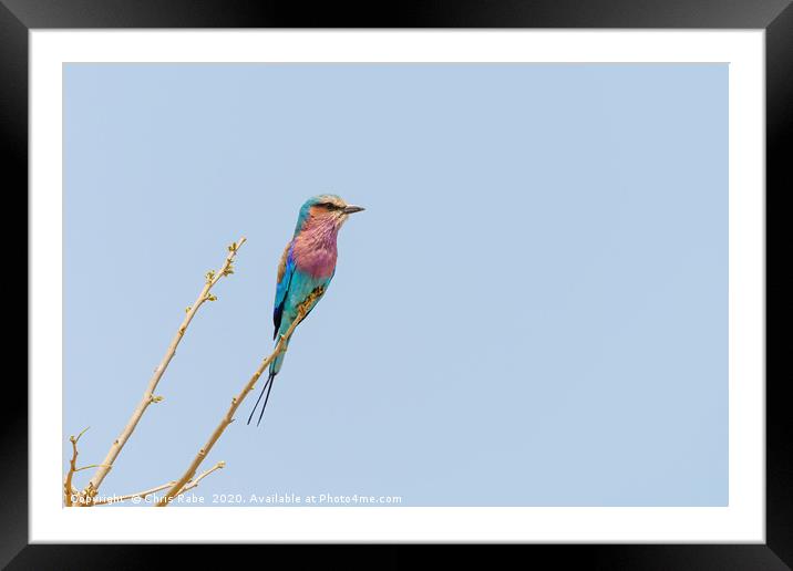 Lilac-Breasted Roller perched on twig Framed Mounted Print by Chris Rabe