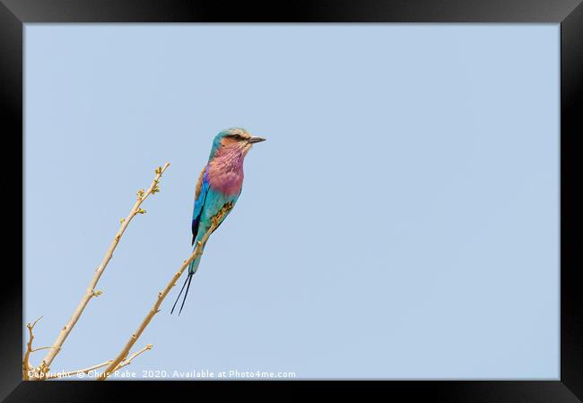 Lilac-Breasted Roller perched on twig Framed Print by Chris Rabe