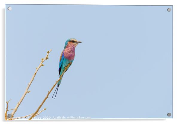 Lilac-Breasted Roller perched on twig Acrylic by Chris Rabe