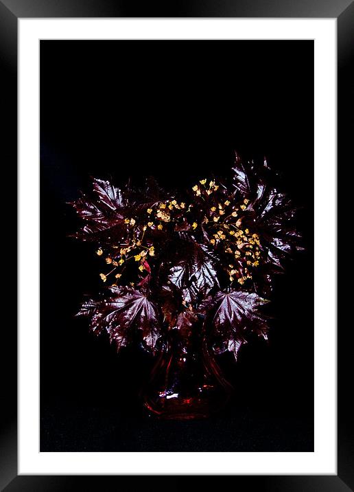 Acer platanoides 'Crimson King' Framed Mounted Print by Dawn O'Connor