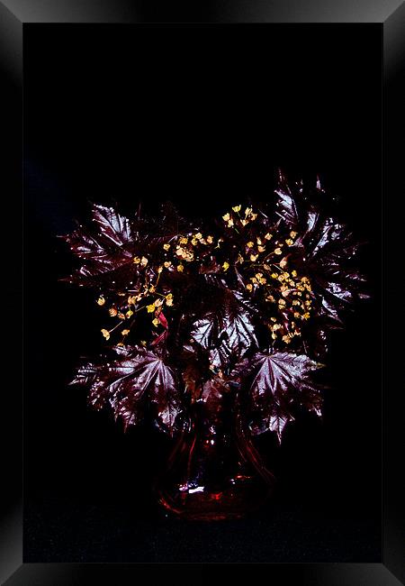 Acer platanoides 'Crimson King' Framed Print by Dawn O'Connor
