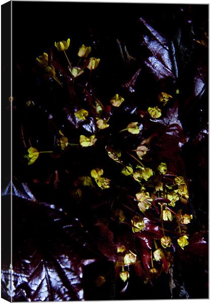 Acer platanoides 'Crimson King' Canvas Print by Dawn O'Connor