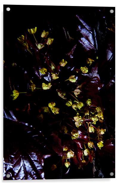 Acer platanoides 'Crimson King' Acrylic by Dawn O'Connor