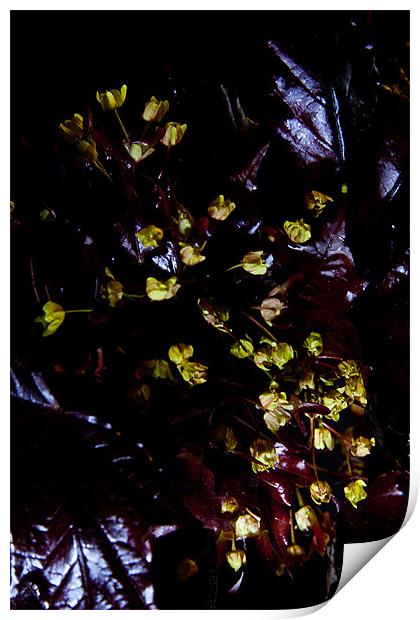 Acer platanoides 'Crimson King' Print by Dawn O'Connor