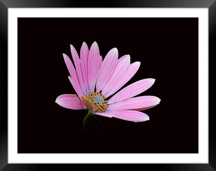 Pink Cape Daisy Framed Mounted Print by Karen Martin