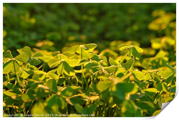 Clovers covered by warm light Print by Angelo DeVal