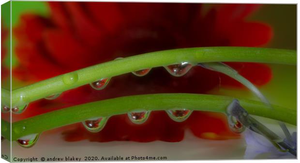 A Red Gerbera Flower Refracted Through Water Dropl Canvas Print by andrew blakey
