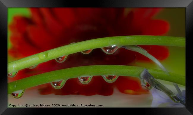 A Red Gerbera Flower Refracted Through Water Dropl Framed Print by andrew blakey