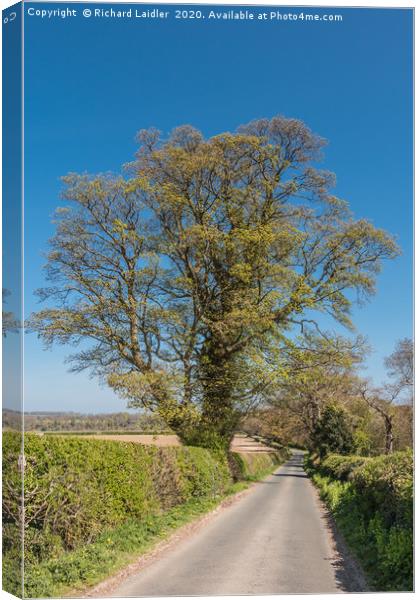 Sycamore Bursting into Leaf Canvas Print by Richard Laidler