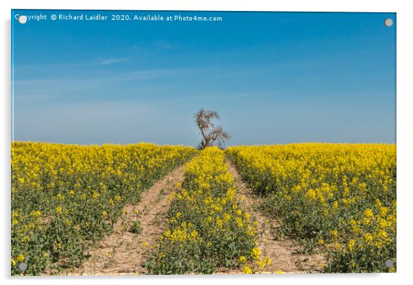 Oilseed Rape Tramlines Acrylic by Richard Laidler