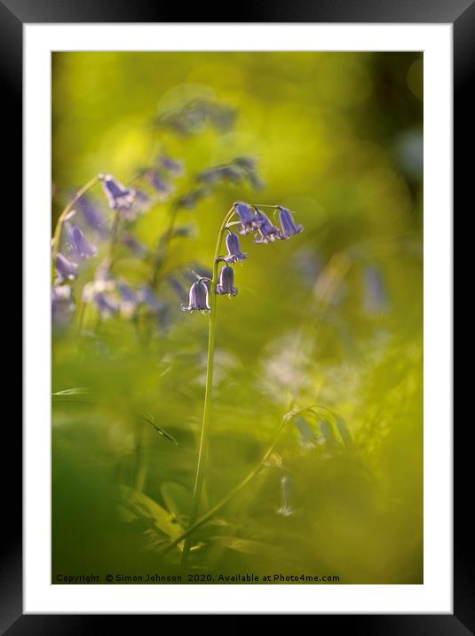 Bluebell Flower Framed Mounted Print by Simon Johnson