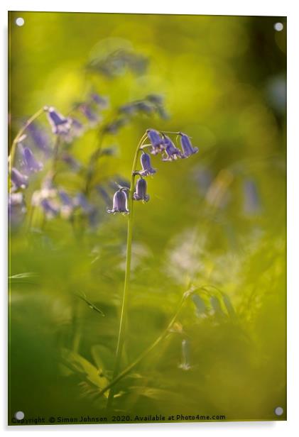 Bluebell Flower Acrylic by Simon Johnson