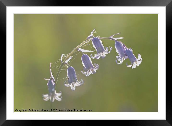 Bluebell close up Framed Mounted Print by Simon Johnson