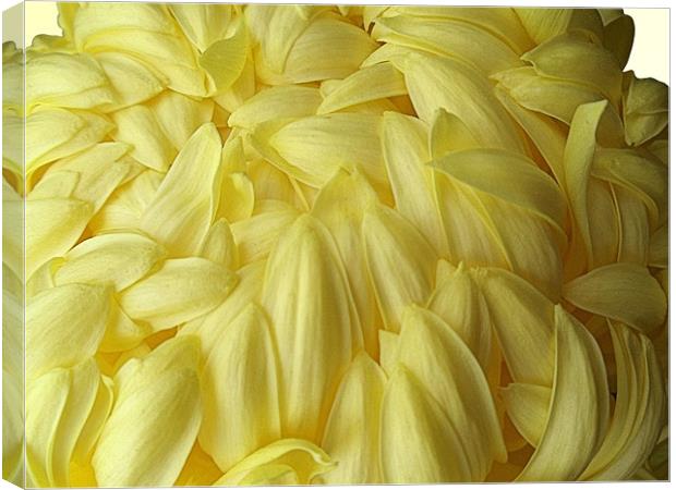 Yellow Chrysanthemum Canvas Print by Nicola Hawkes