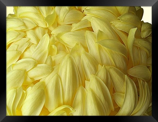 Yellow Chrysanthemum Framed Print by Nicola Hawkes