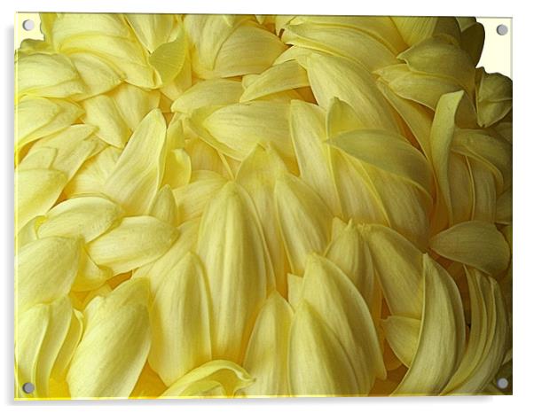 Yellow Chrysanthemum Acrylic by Nicola Hawkes