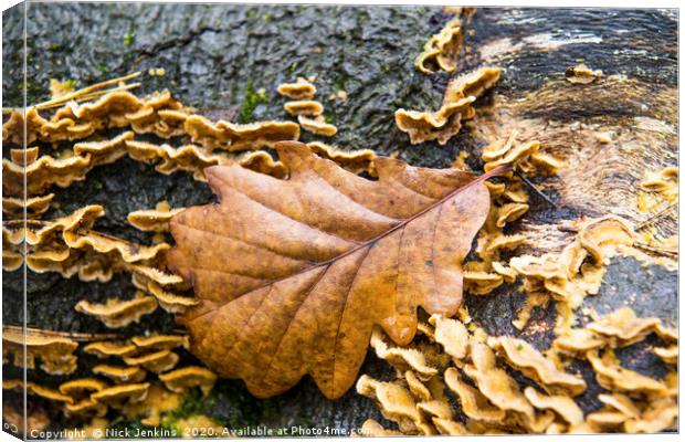 The Autumnal Oak Leaf  resting on a log Canvas Print by Nick Jenkins
