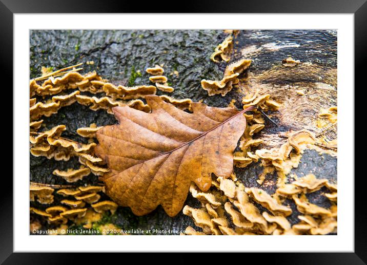 The Autumnal Oak Leaf  resting on a log Framed Mounted Print by Nick Jenkins