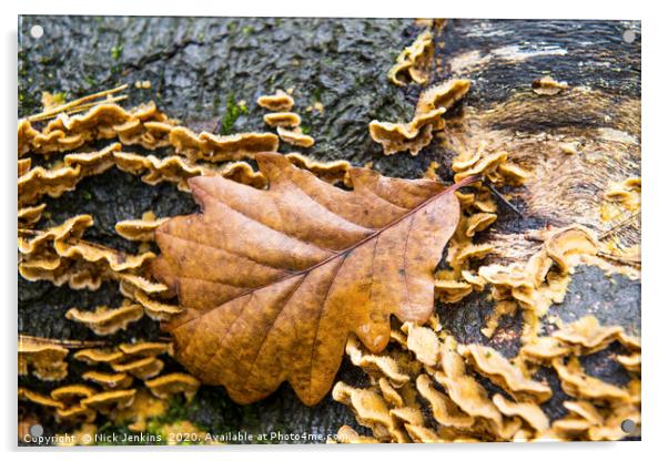 The Autumnal Oak Leaf  resting on a log Acrylic by Nick Jenkins