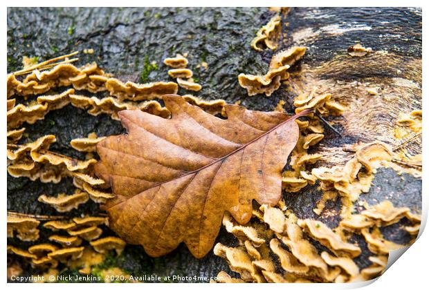 The Autumnal Oak Leaf  resting on a log Print by Nick Jenkins