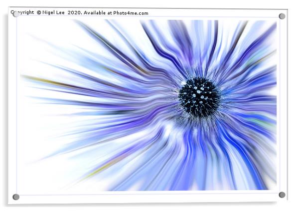 Eryngium Alpinum Acrylic by Nigel Lee