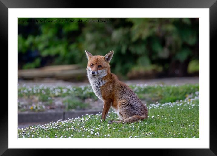 Foxy. Framed Mounted Print by Angela Aird