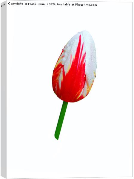 Beautiful variegated Tulip Canvas Print by Frank Irwin